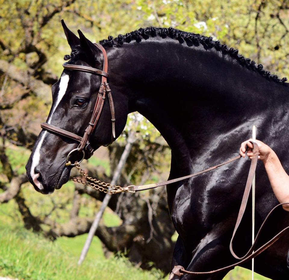 Black Hanoverian